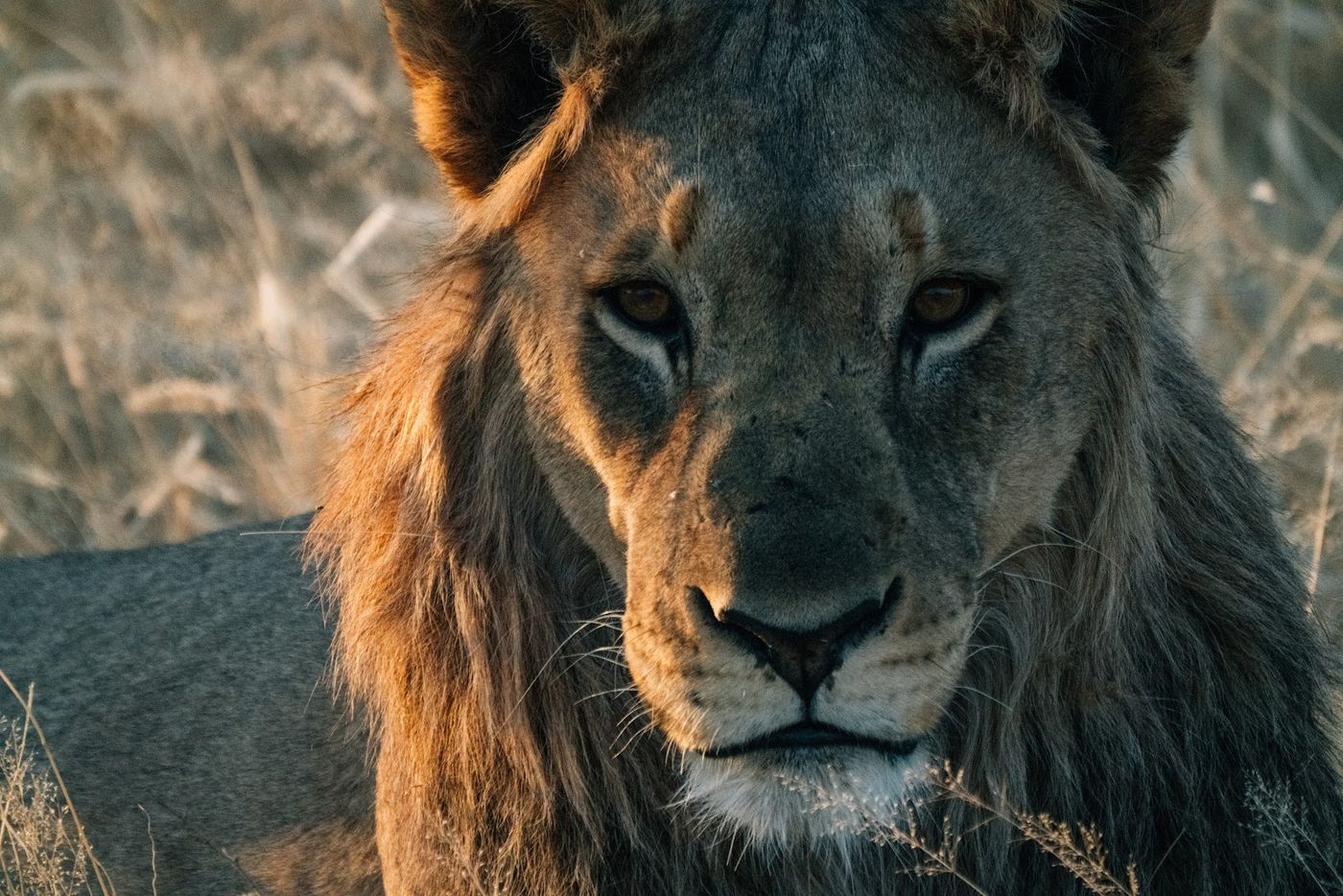 Close portrait of a male lion staring into the camera