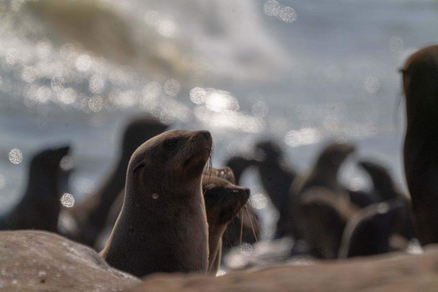 Cape fur seals gathered at the water's edge as a wave breaks